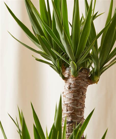 yucca plant indoor care